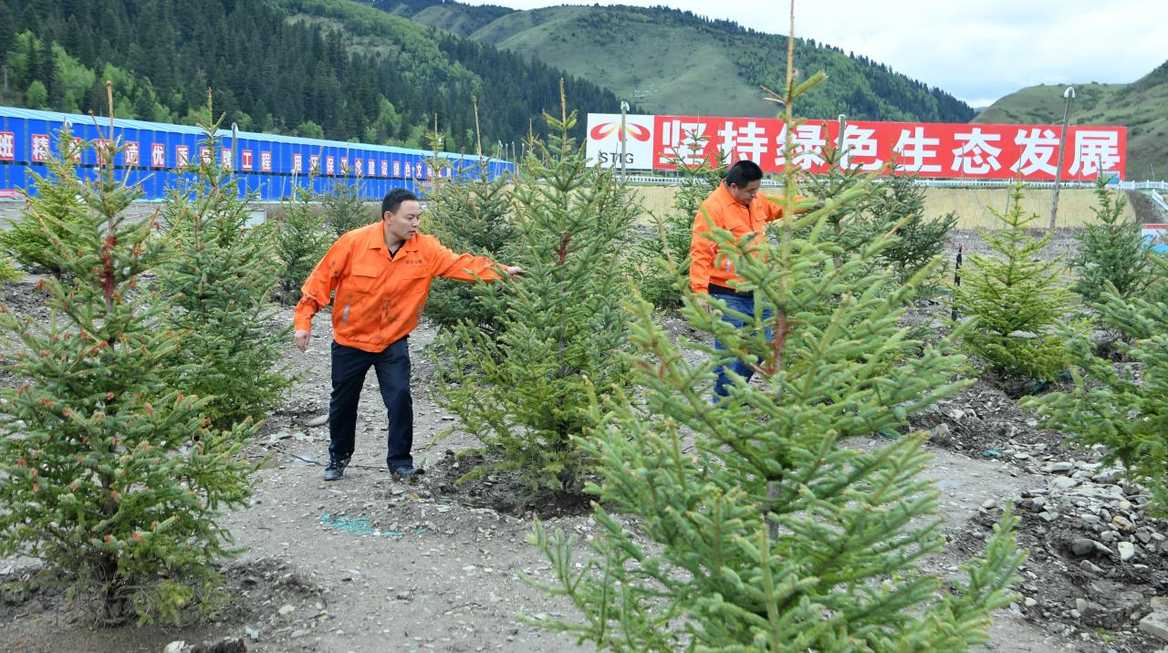 久马高速建设者在苗木验证试验基地查看树木生长情况.jpg 久马高速建设者在苗木验证试验基地查看树木生长情况.jpg